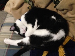 Cat Midna sleeping funny